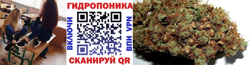 наркота Салаир Шишки марихуана сатива